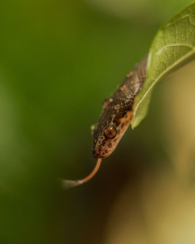 Photograph by Ricardo Ferreira