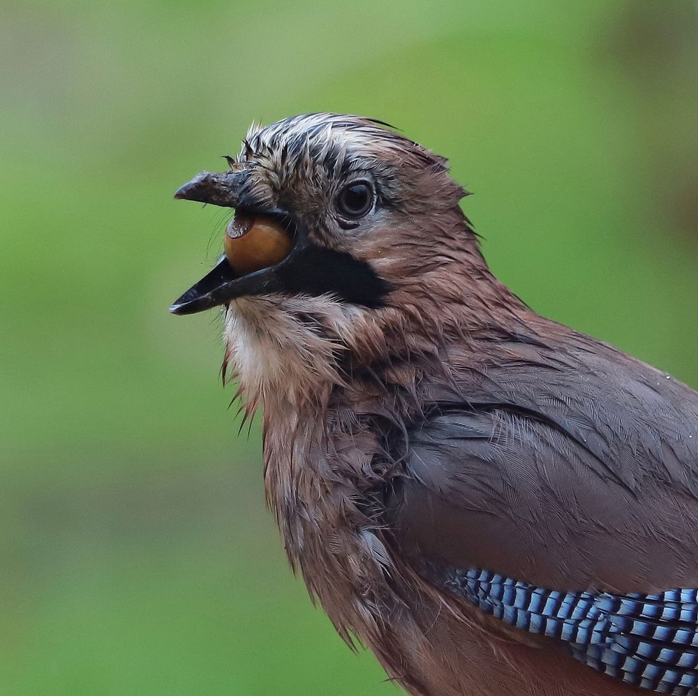 Сойка заглатывает желудь