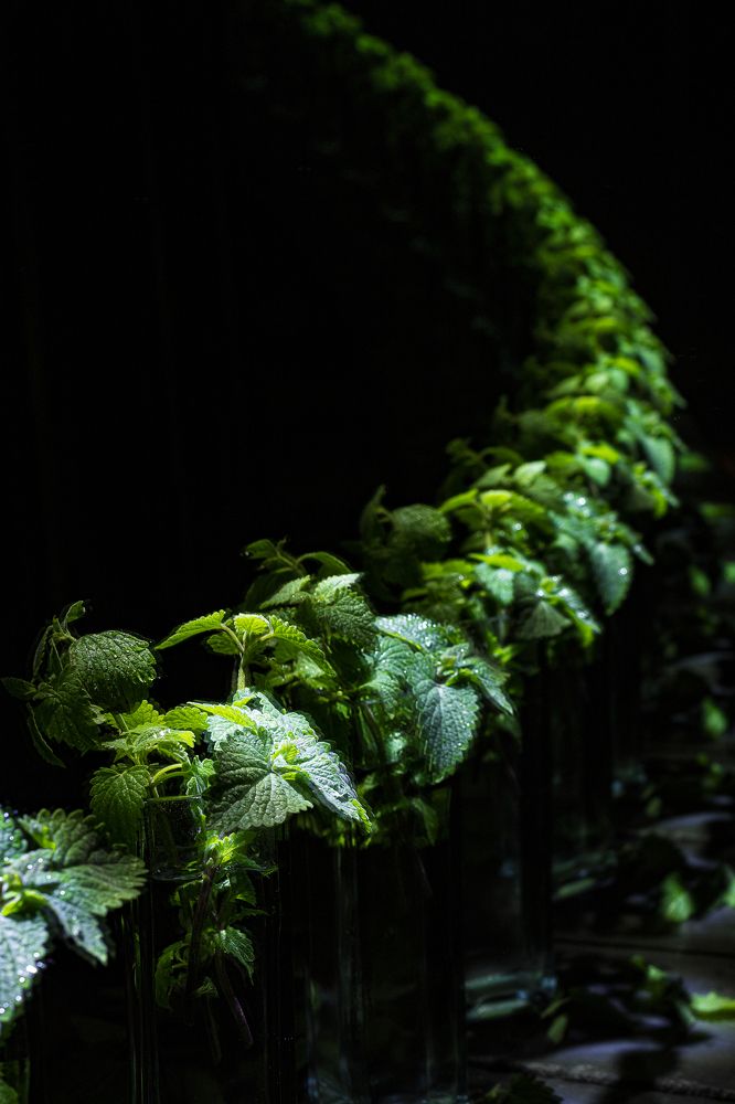 Photograph by Елена Овчинникова