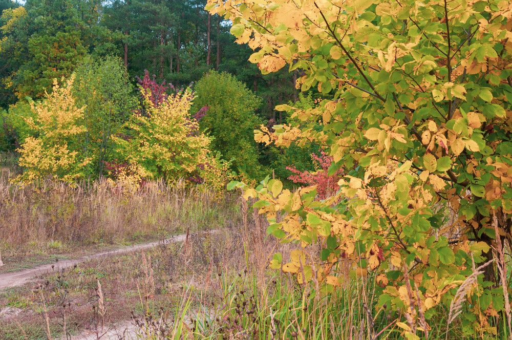Фотография автора Виталий Дузь