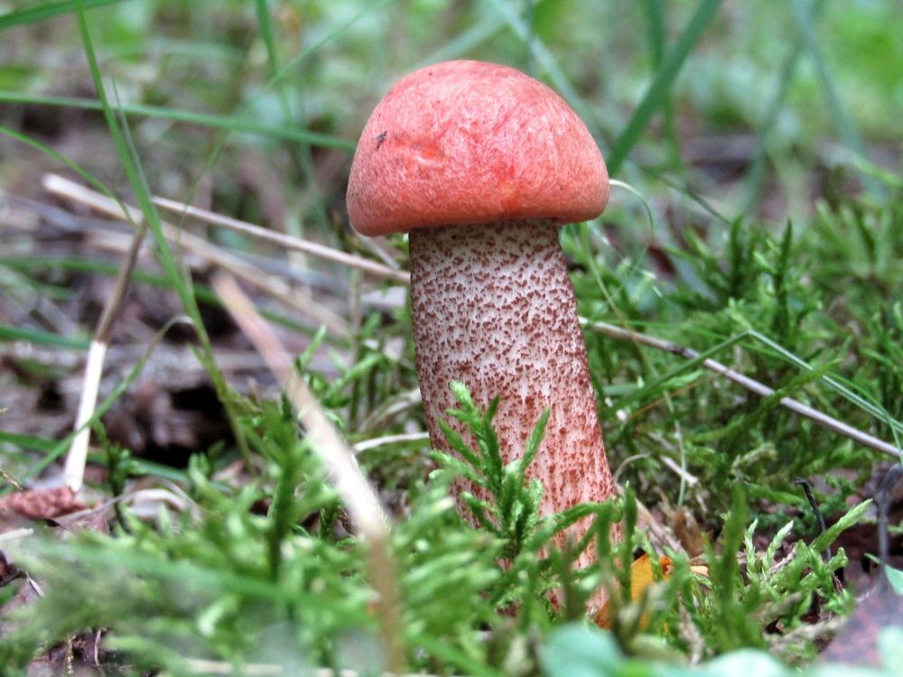 Photograph by Владимир Перминов