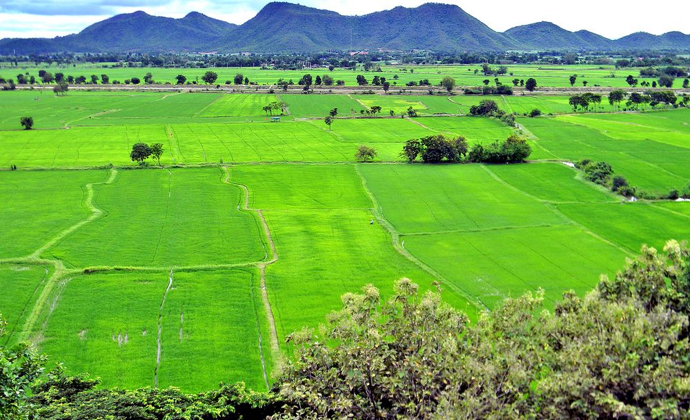 Рисовые поля в Таиланде