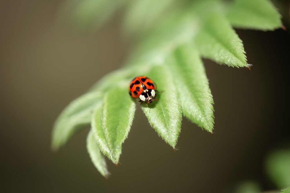 Photograph by Анастасия Петрова
