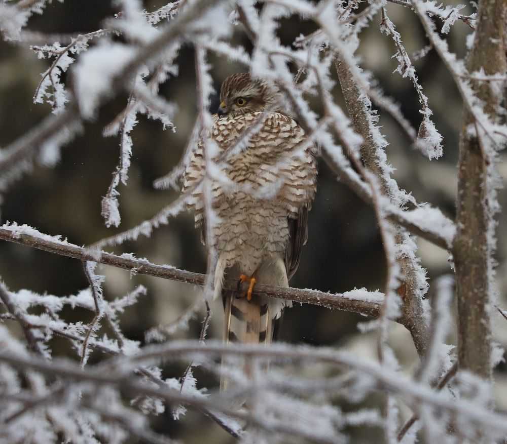 Ястреб-перепелятник на охоте