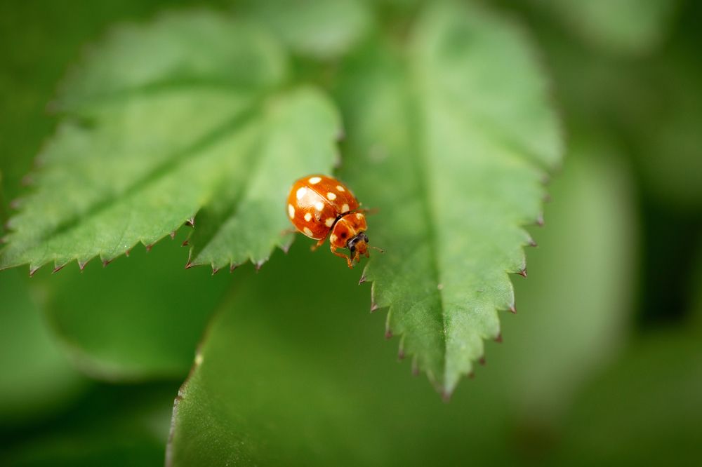 Photograph by Анастасия Петрова