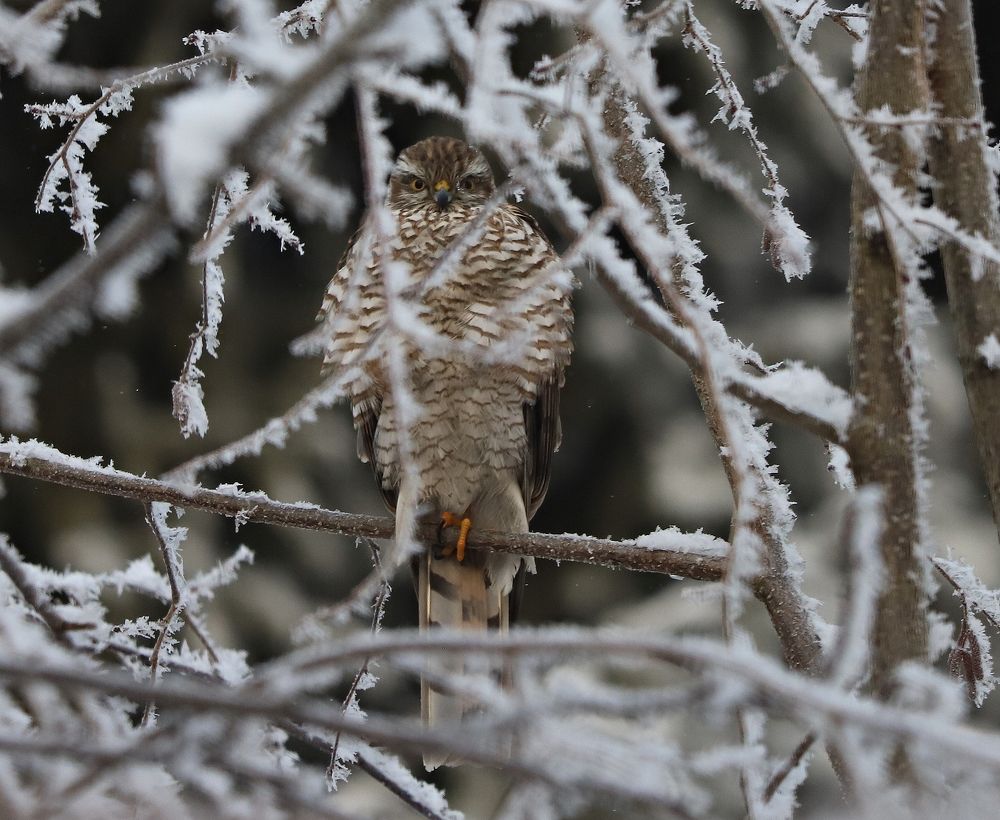 Ястреб-перепелятник смотрит на фотографа