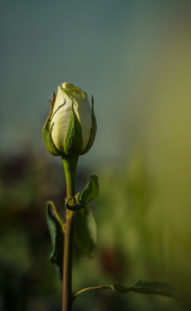 Photograph by Карина