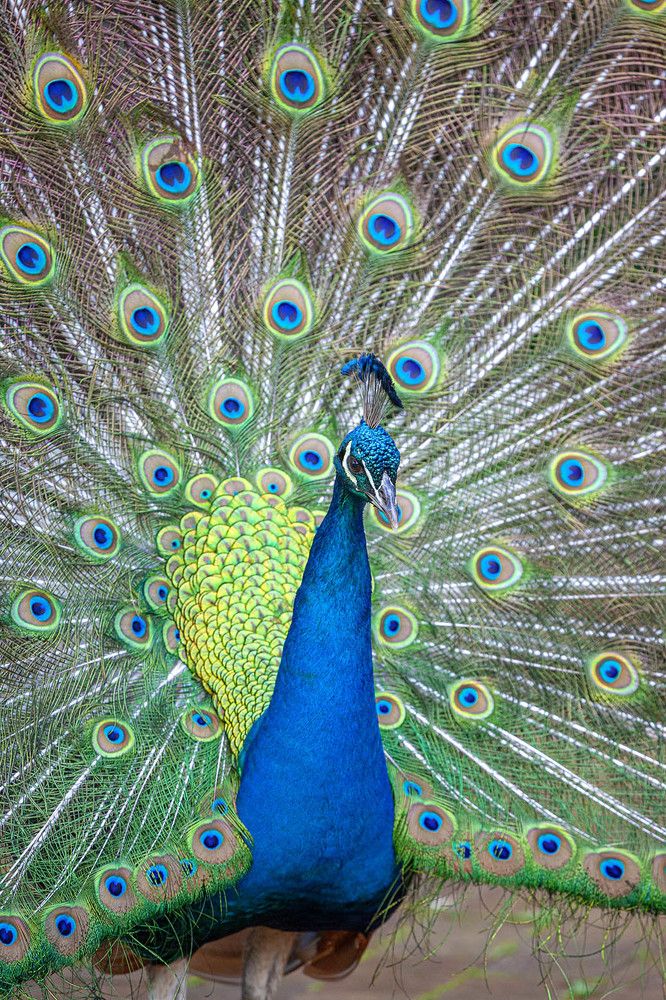 Фотография автора Анатолий Макоедов