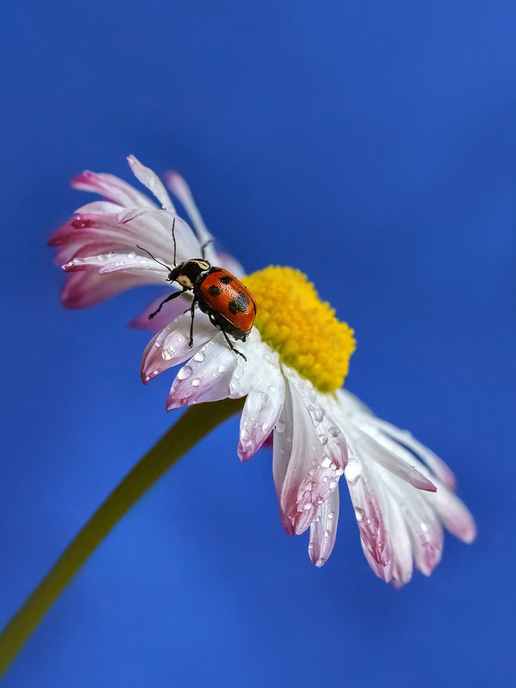 Фотография автора Ольга ЯR