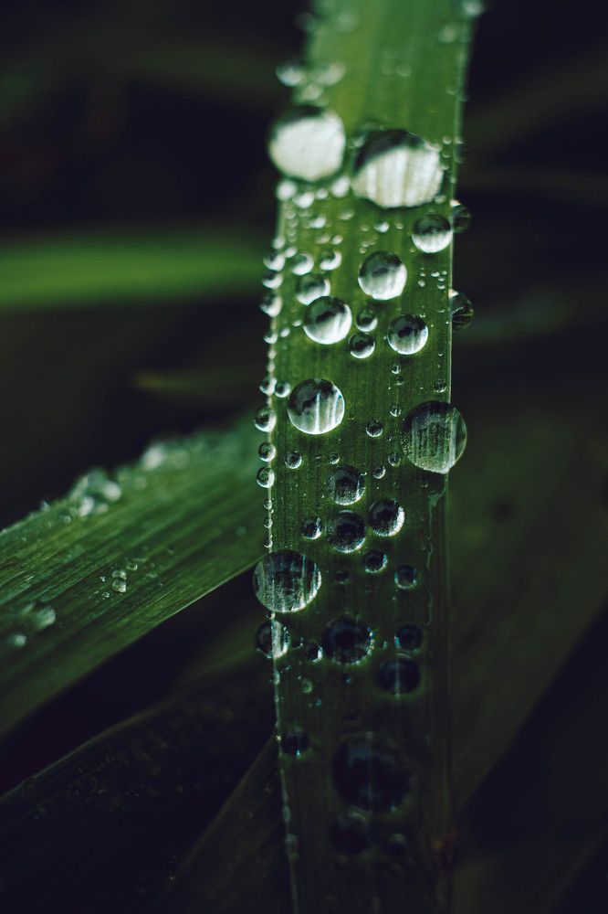 Photograph by Anna Turks