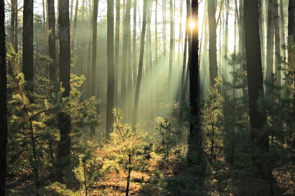 Осенняя вспышка