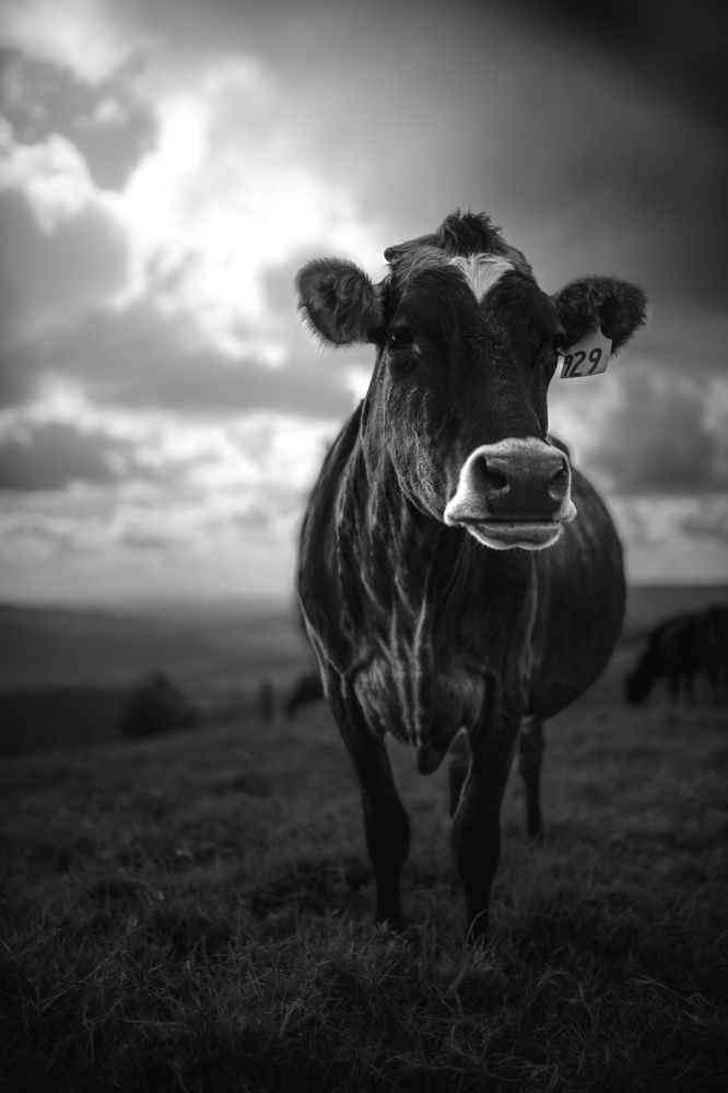 Photograph by Ben Mnv