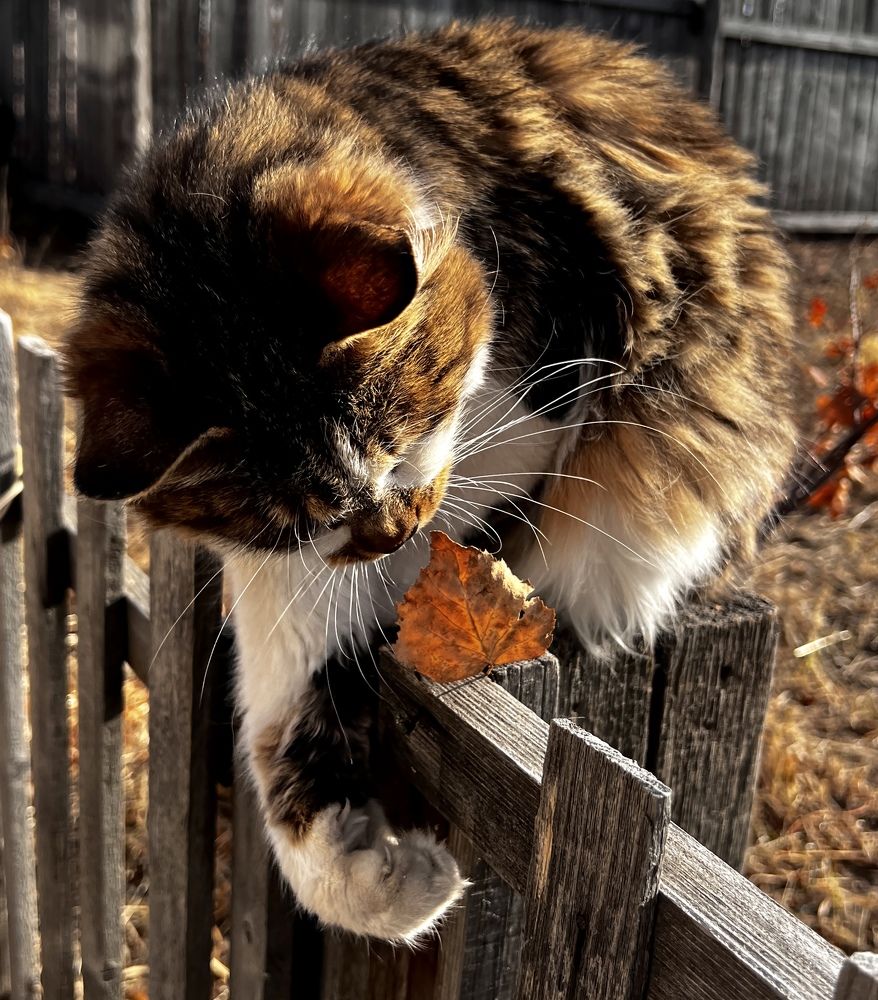 Photograph by Елена Мизина