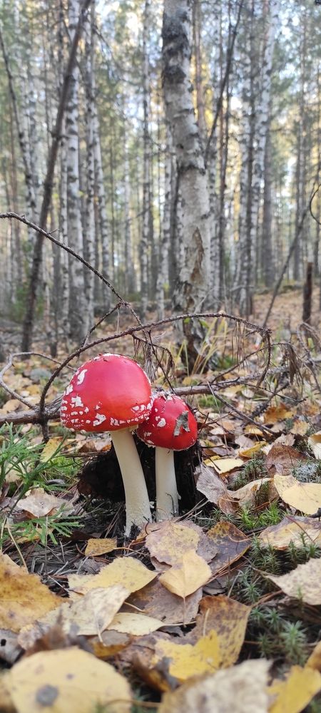 Photograph by Tatiana Kubashina