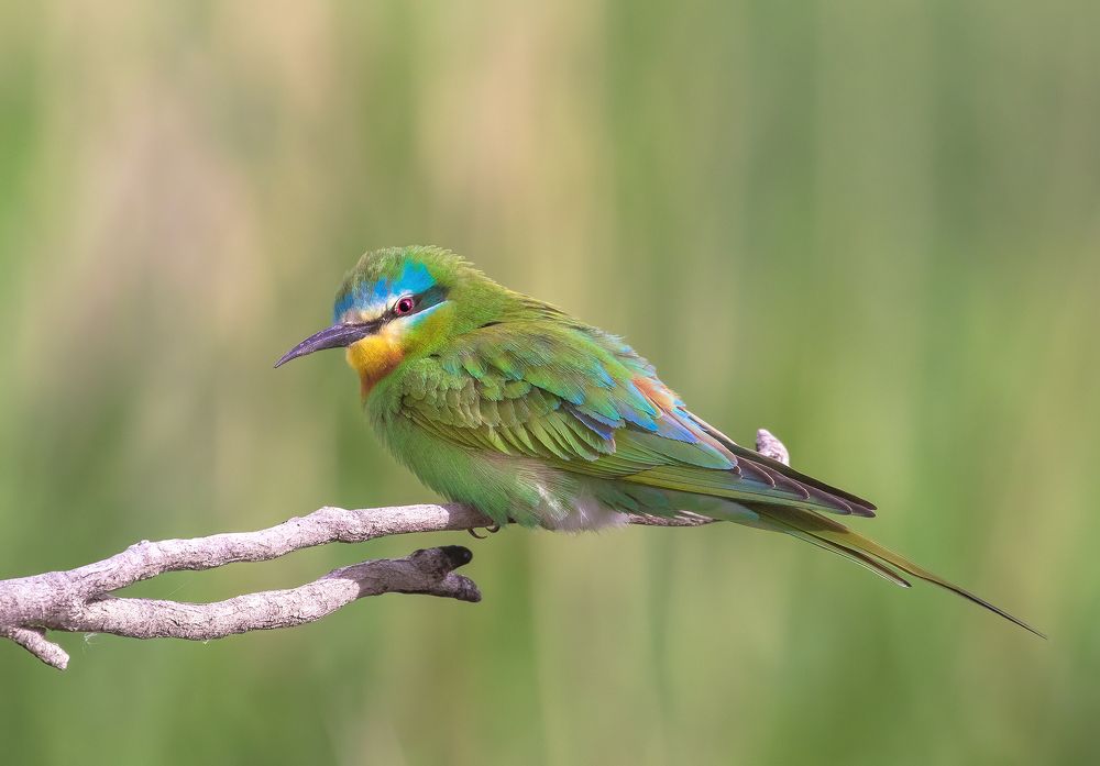 Persian (Blue-cheeked) Bee-eater