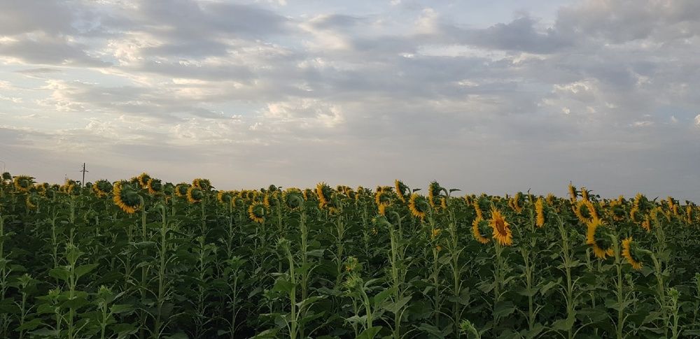 Фотография автора Ольга Мусина