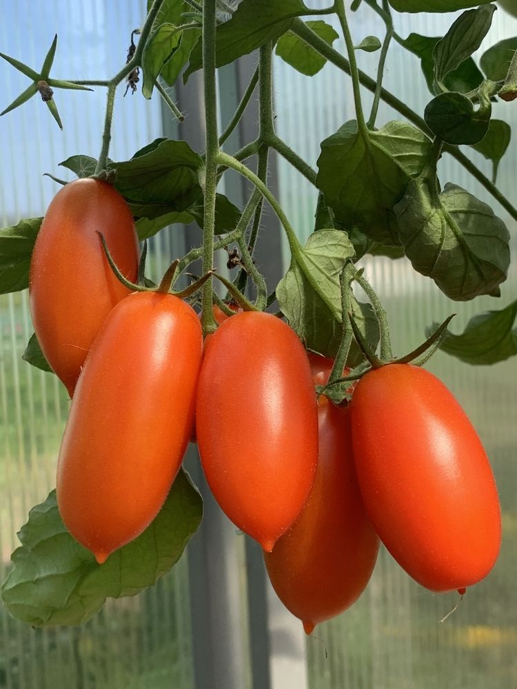 Помидор «Джек Пот»