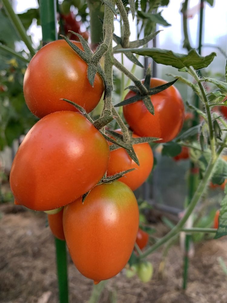 Помидор «ВЕРА»