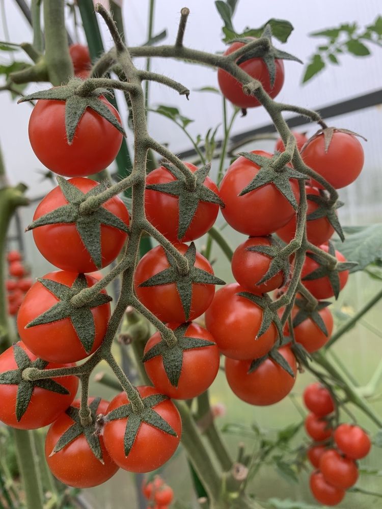 Томат «Люба»