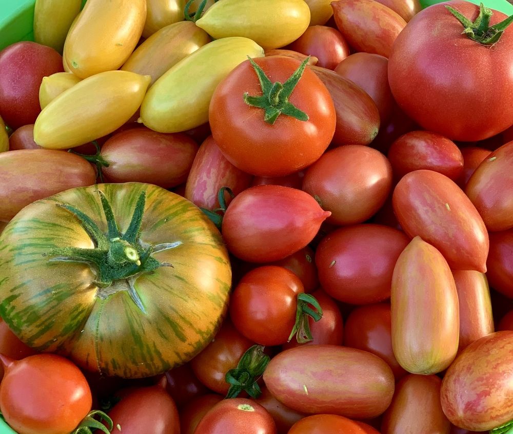 Томаты бывают разные…