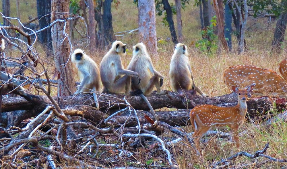 Photograph by ANISH BISWAS