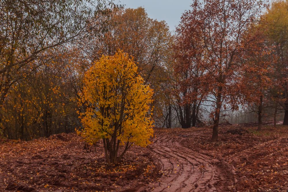 Фотография автора Олег Анатольевич Загорулько