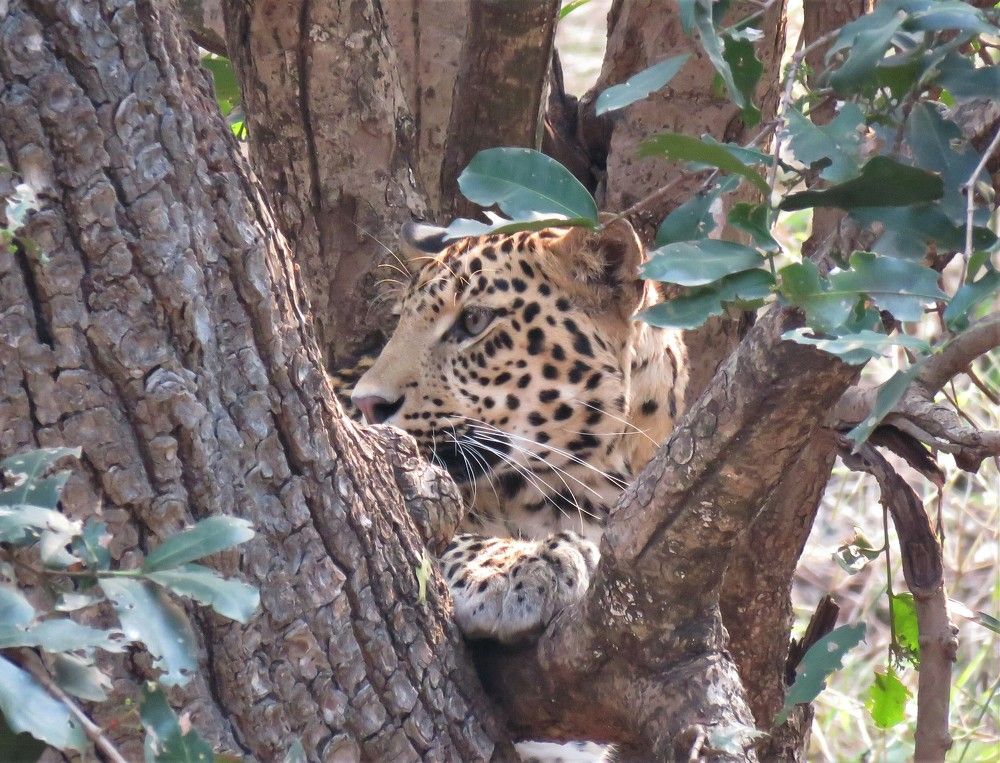 Photograph by ANISH BISWAS