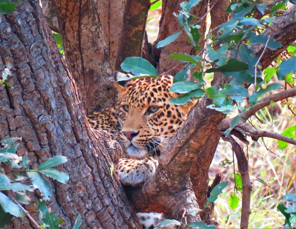 Photograph by ANISH BISWAS