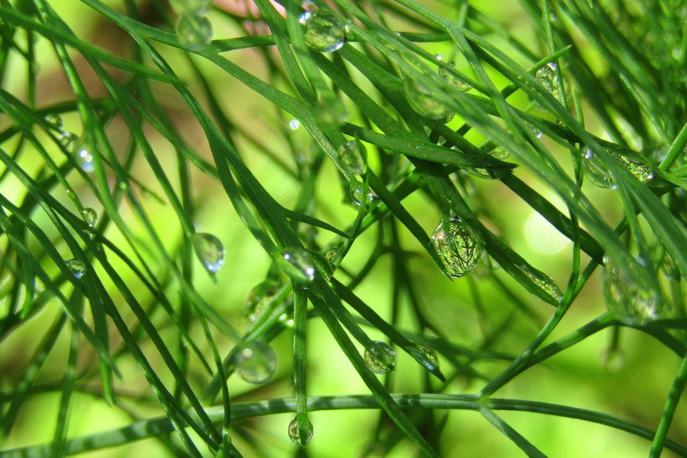 Роса на укропе