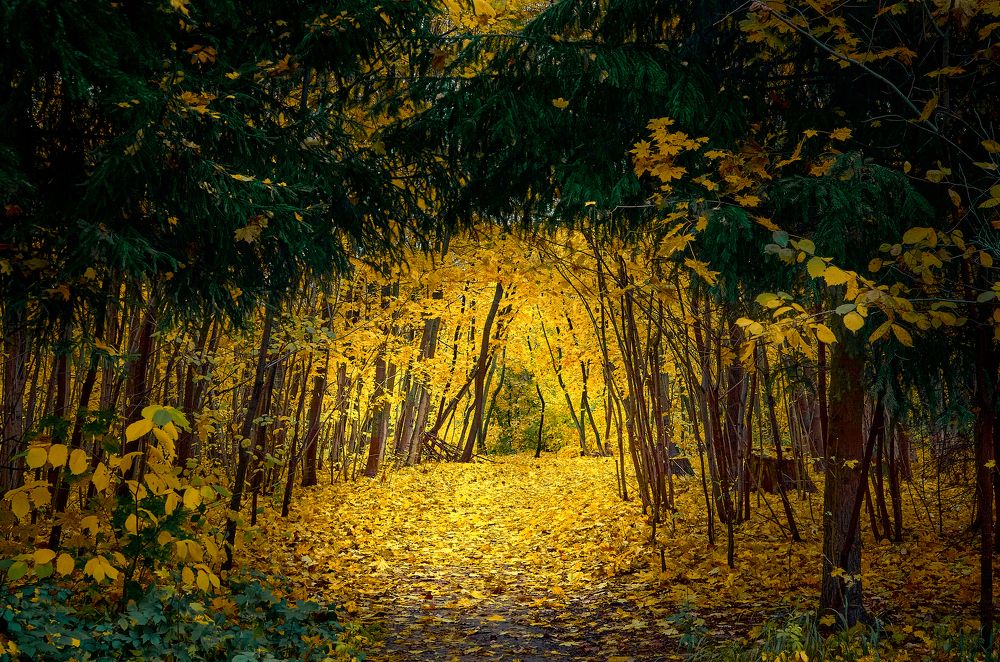 Портал в осенний лес