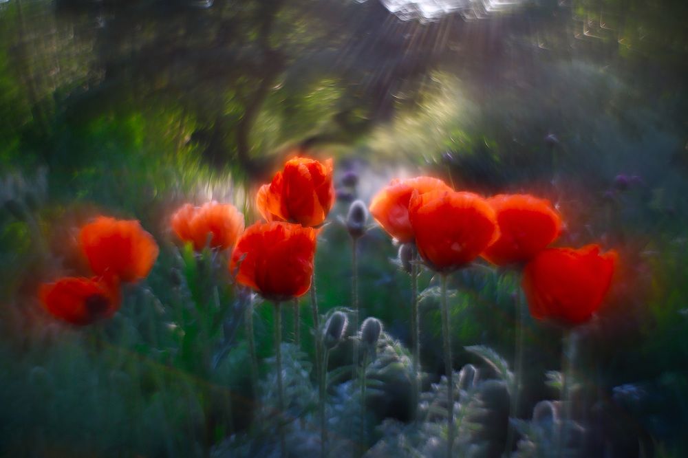 Маковая семейка