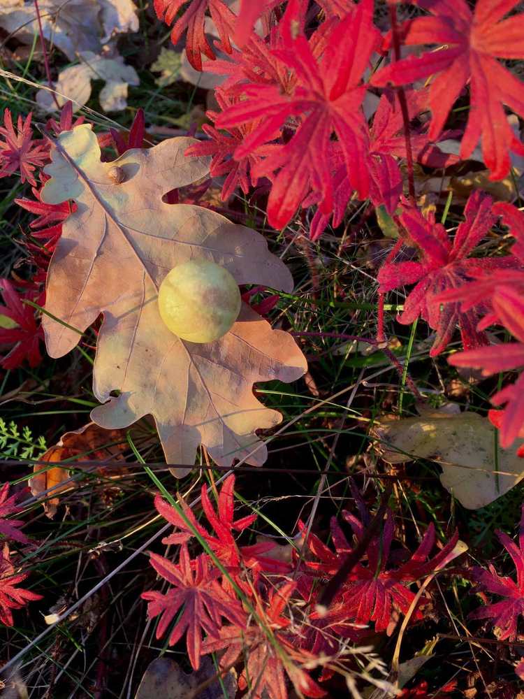 Photograph by Елена Савицкая