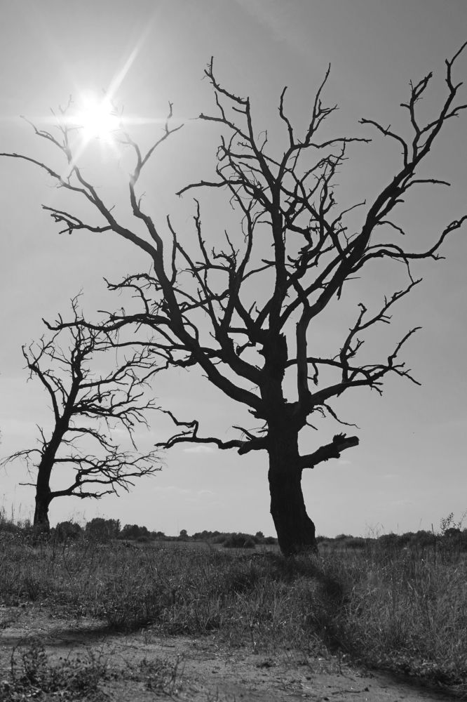 Photograph by Елена Савицкая