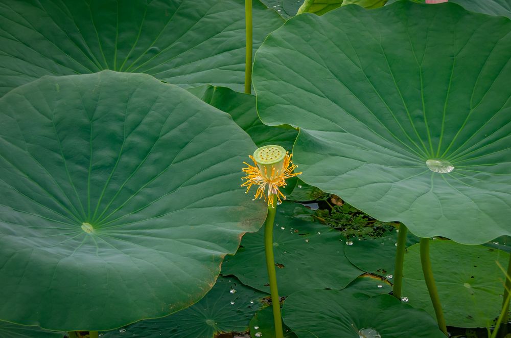 Листья лотоса.