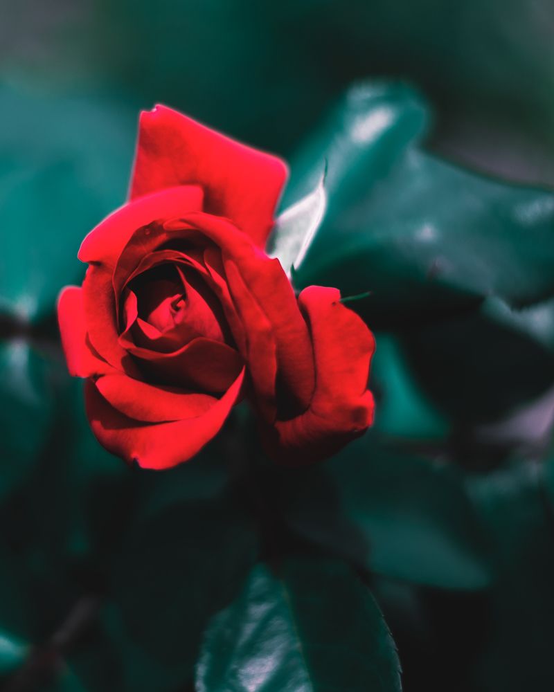 Фотография автора Mohammad Mohammadpour