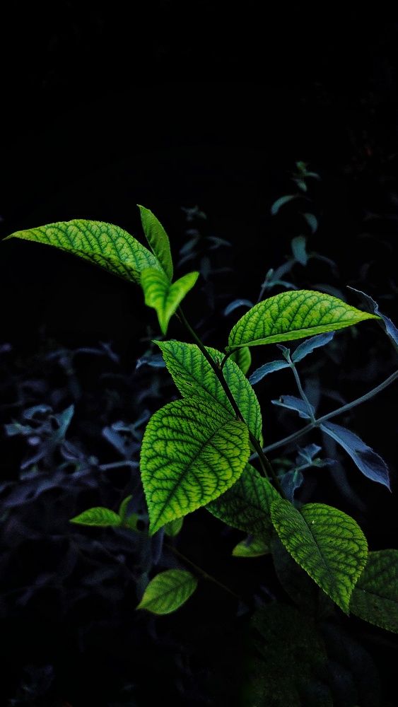 Photograph by Ehsan Fathi