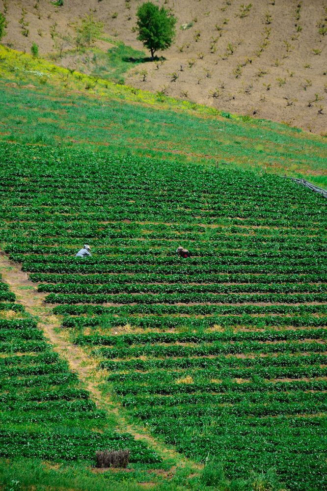 Photograph by Ehsan Fathi