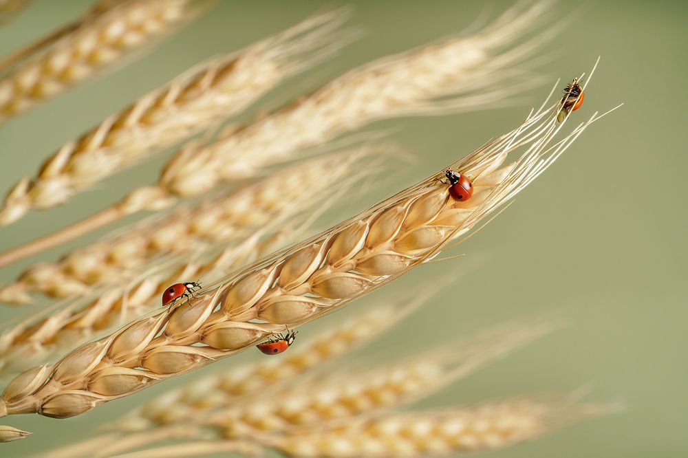 Фотография автора Ольга ЯR