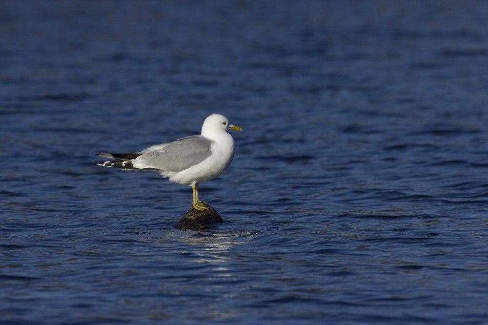 Фотография автора Александр Собокарь