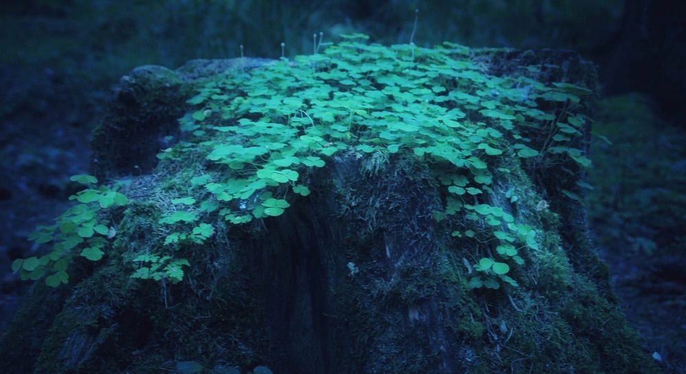 Фотография автора светлана терехова