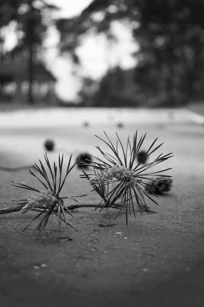 Photograph by Елена Савицкая