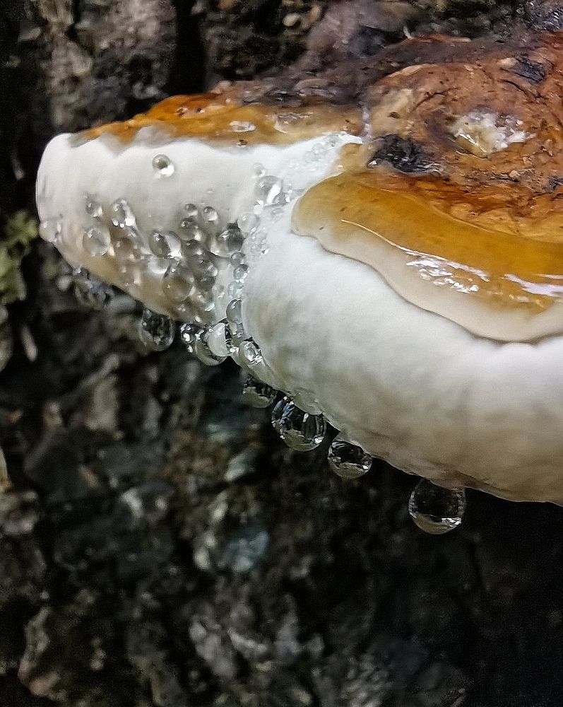 Древесный гриб в каплях утренней росы