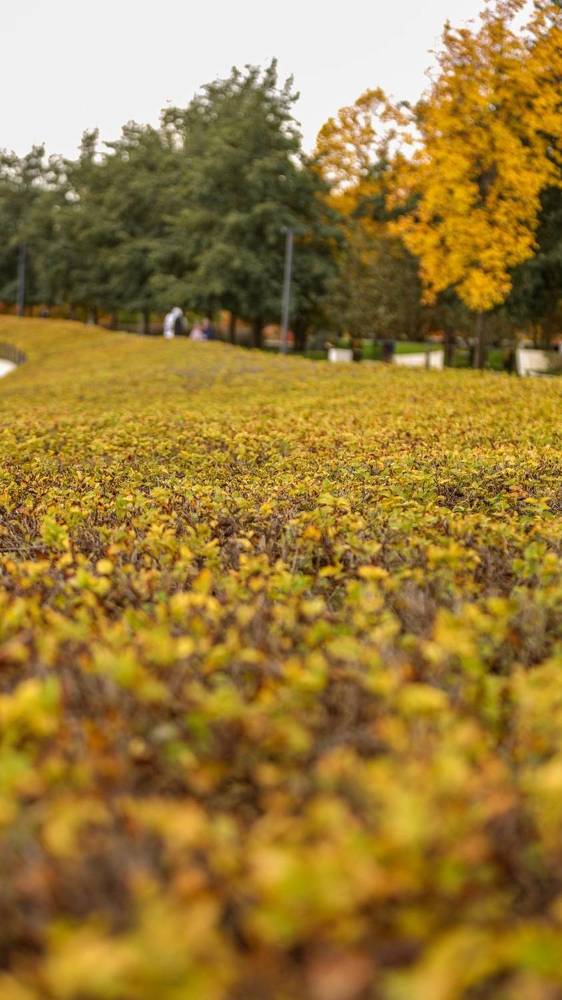 Октябрьская осень Краснодара