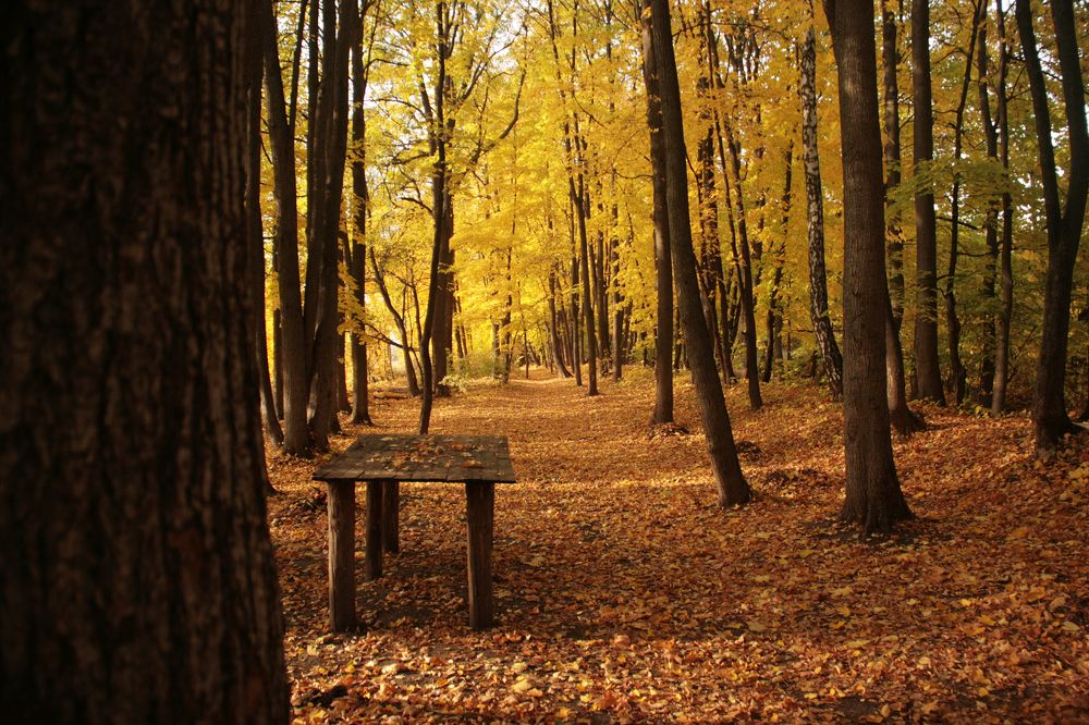 Стол в осенней аллее