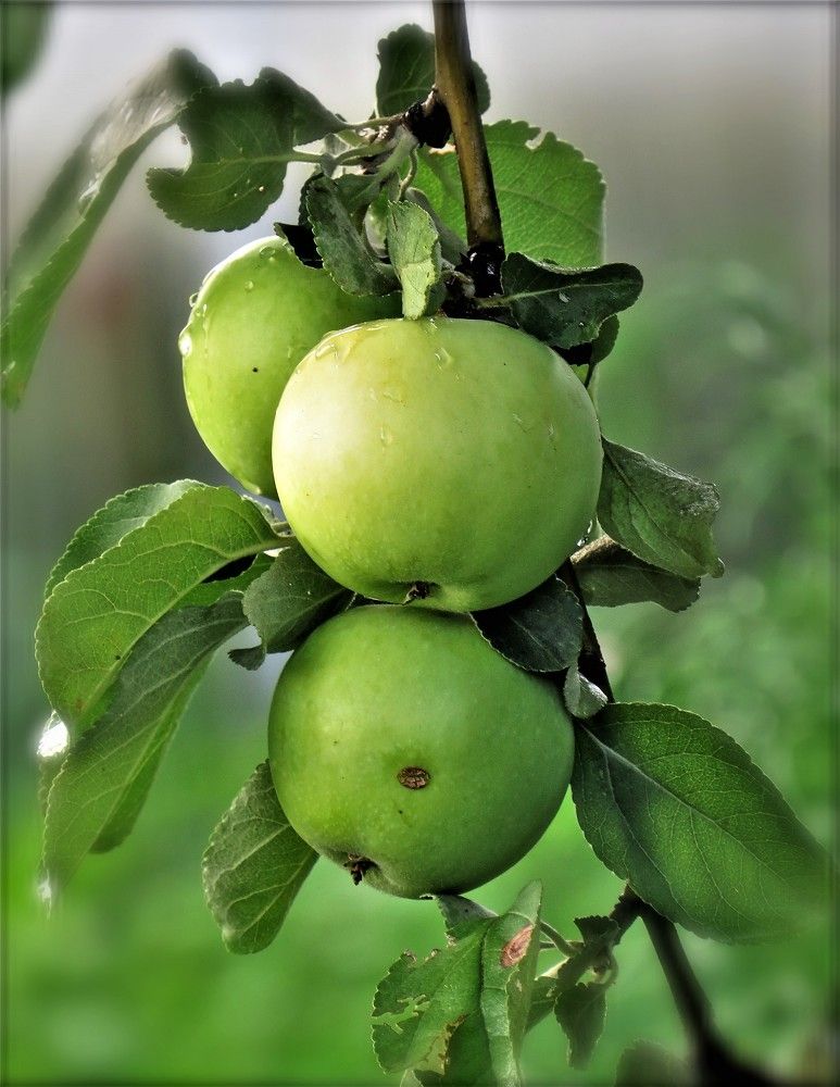 Photograph by НАТАЛЬЯ РОДИНА