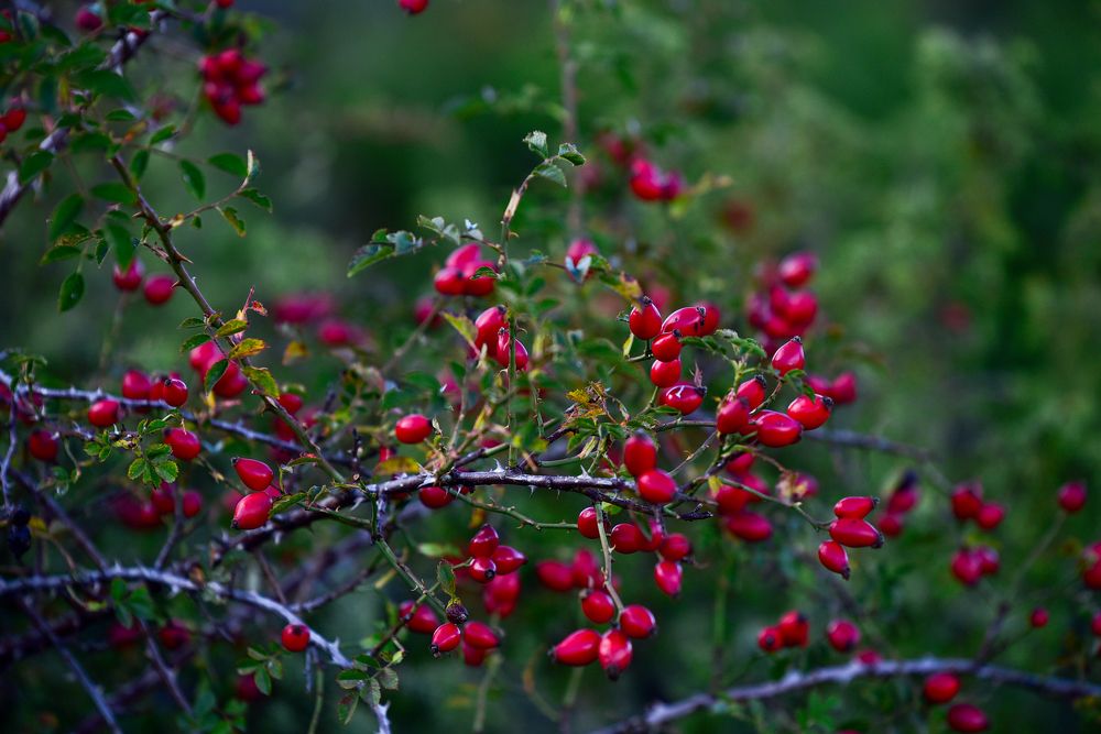 Photograph by Валерий Кондратцев
