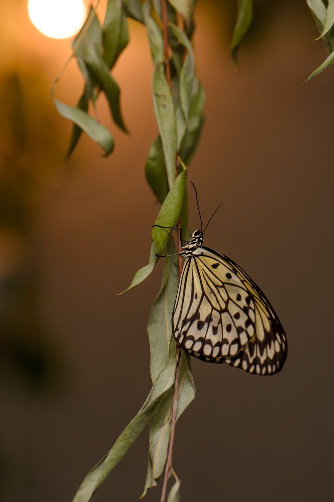 Photograph by Юлия Полянцева