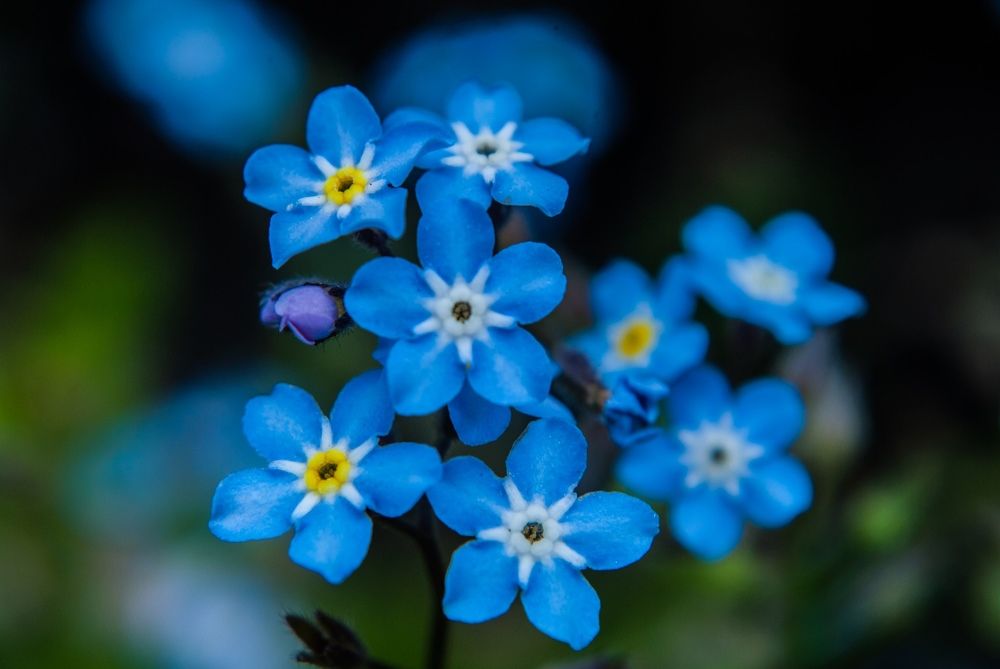 Фотография автора Алексей Самойлов