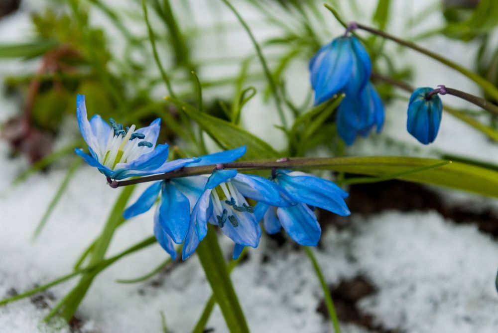 Фотография автора Алексей Самойлов