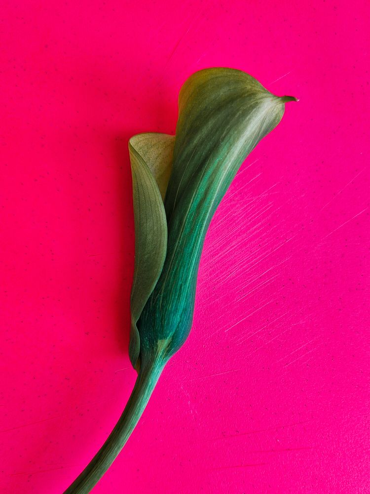 Photograph by Elena Gerasimova